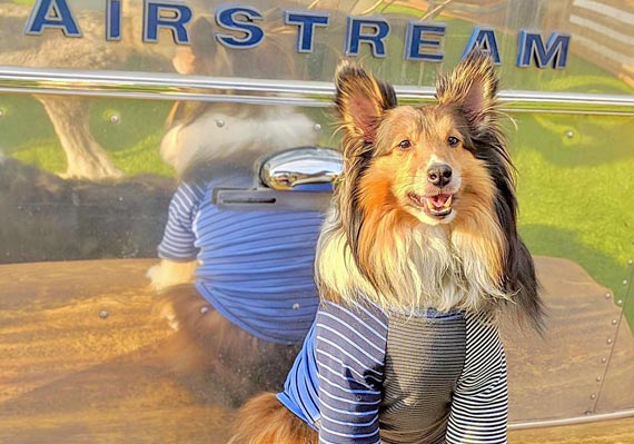 dog in front of Airstream bar trailer